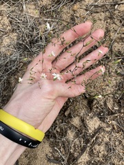 Podolepis capillaris