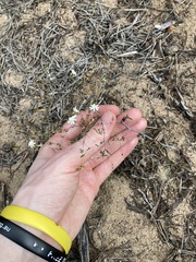 Podolepis capillaris