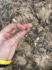 Podolepis capillaris