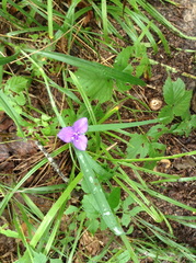 Tradescantia subaspera