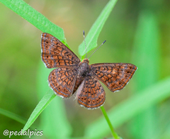 Calephelis arizonensis