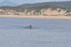 Balaenoptera edeni brydei
