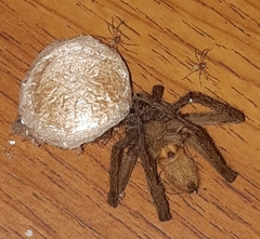 Heteropoda venatoria