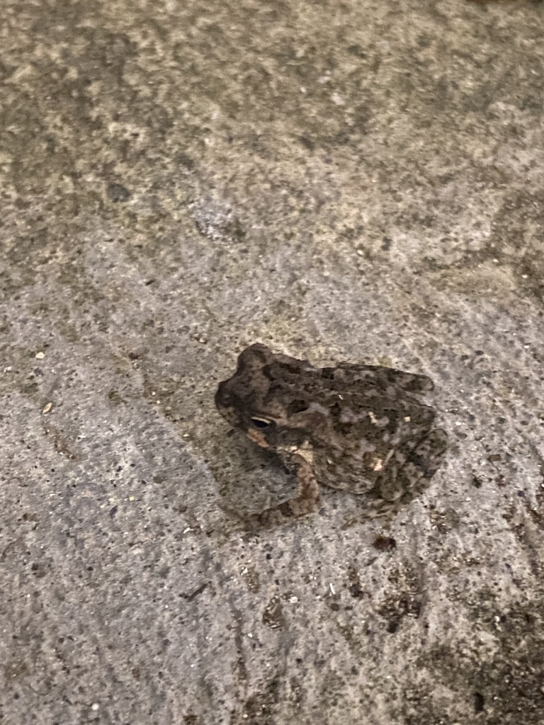 Cane Toad from Martinique, Fort-de-France, MQ on August 4, 2022 at 10: ...