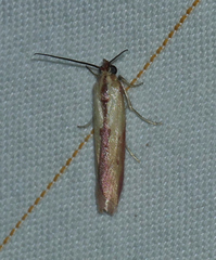 Ufa lithosella