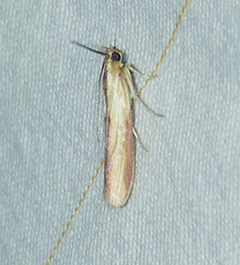 Ufa lithosella