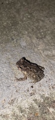 Rhinella marina