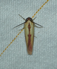 Ufa lithosella