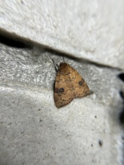 Beara tortriciformis