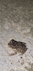 Rhinella marina