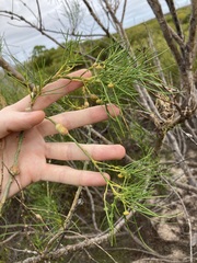 Gyrostemon ramulosus