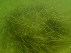 Macrodactyla doreensis