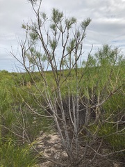 Gyrostemon ramulosus