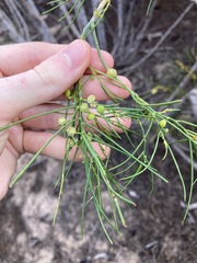 Gyrostemon ramulosus