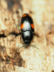 Drapetes quadripustulatus