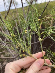 Gyrostemon ramulosus