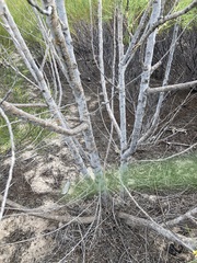 Gyrostemon ramulosus