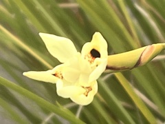 Dietes