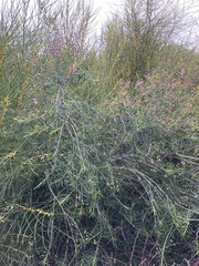 Chamelaucium uncinatum