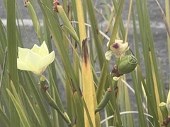 Dietes
