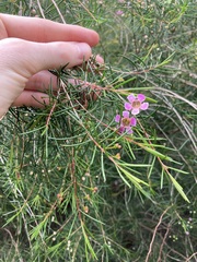 Chamelaucium uncinatum