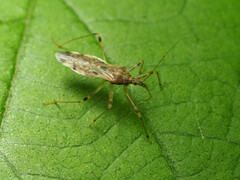 Lasiomerus constrictus