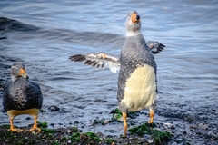 Fuegian Steamer Duck photo 3