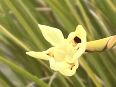 Dietes