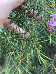 Chamelaucium uncinatum