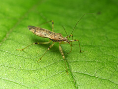 Lasiomerus constrictus