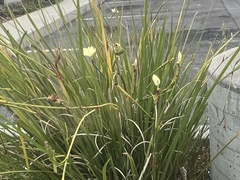 Dietes
