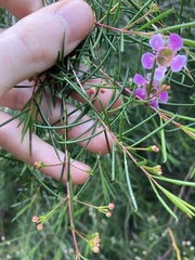 Chamelaucium uncinatum