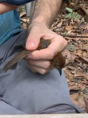 Thamnophilus aethiops