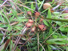 Drosera capillaris