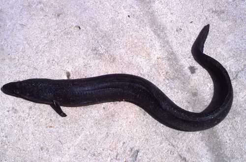Conger conger