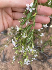 Cyphanthera racemosa