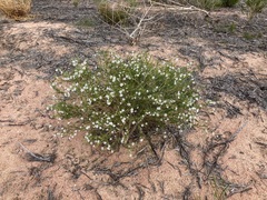 Cyphanthera racemosa