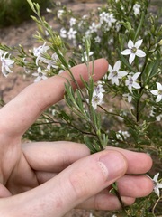 Cyphanthera racemosa