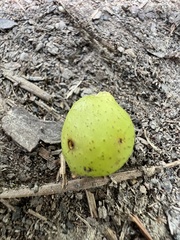 Amphibolips globulus