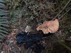 Sarcodon stereosarcinon