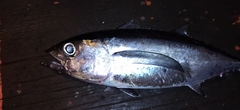 Thunnus atlanticus