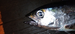 Thunnus atlanticus