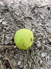 Amphibolips globulus