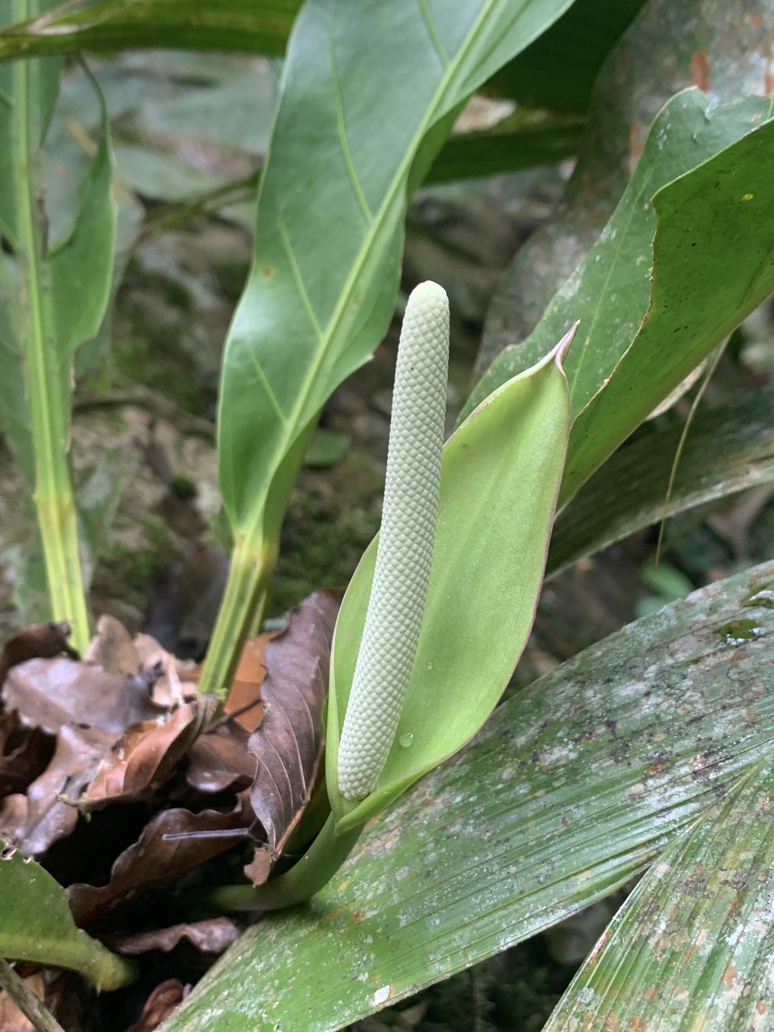 Anthurium galactospadix Croat