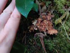 Sarcodon stereosarcinon