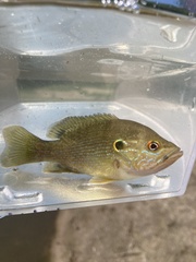 Lepomis cyanellus