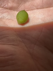 Amphibolips globulus