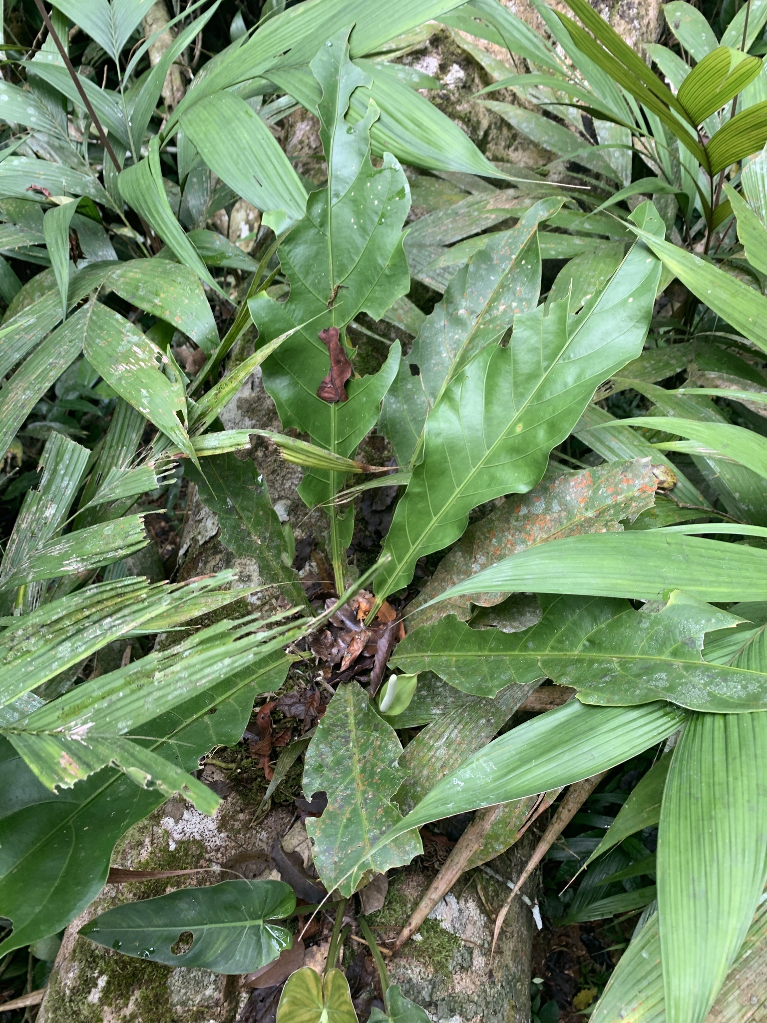 Anthurium galactospadix Croat 2