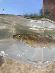 Catostomus commersonii