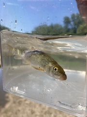 Catostomus commersonii